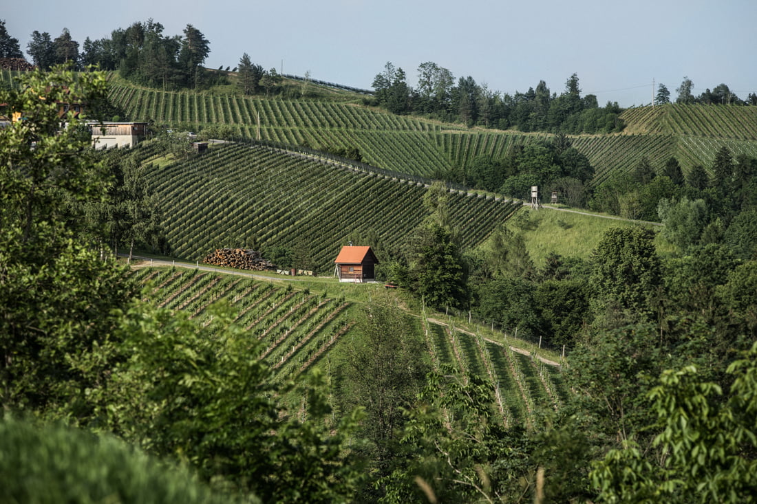 Drilling down into Sauvignon from Styria and its multiple personas