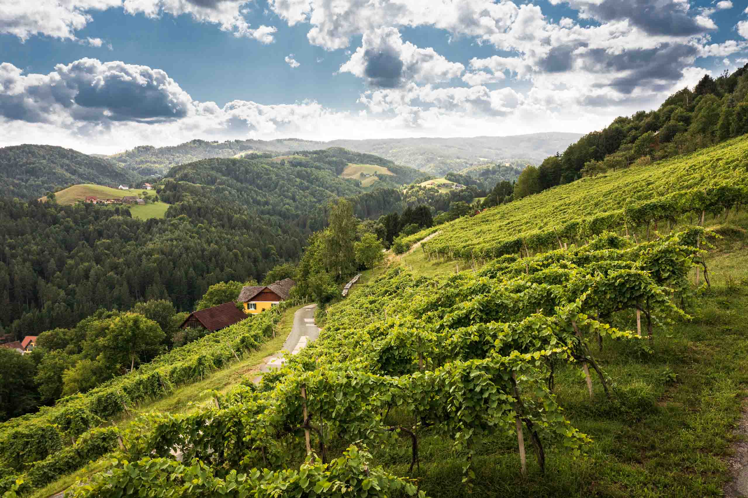 Le sauvignon blanc, fleuron du vignoble styrien
