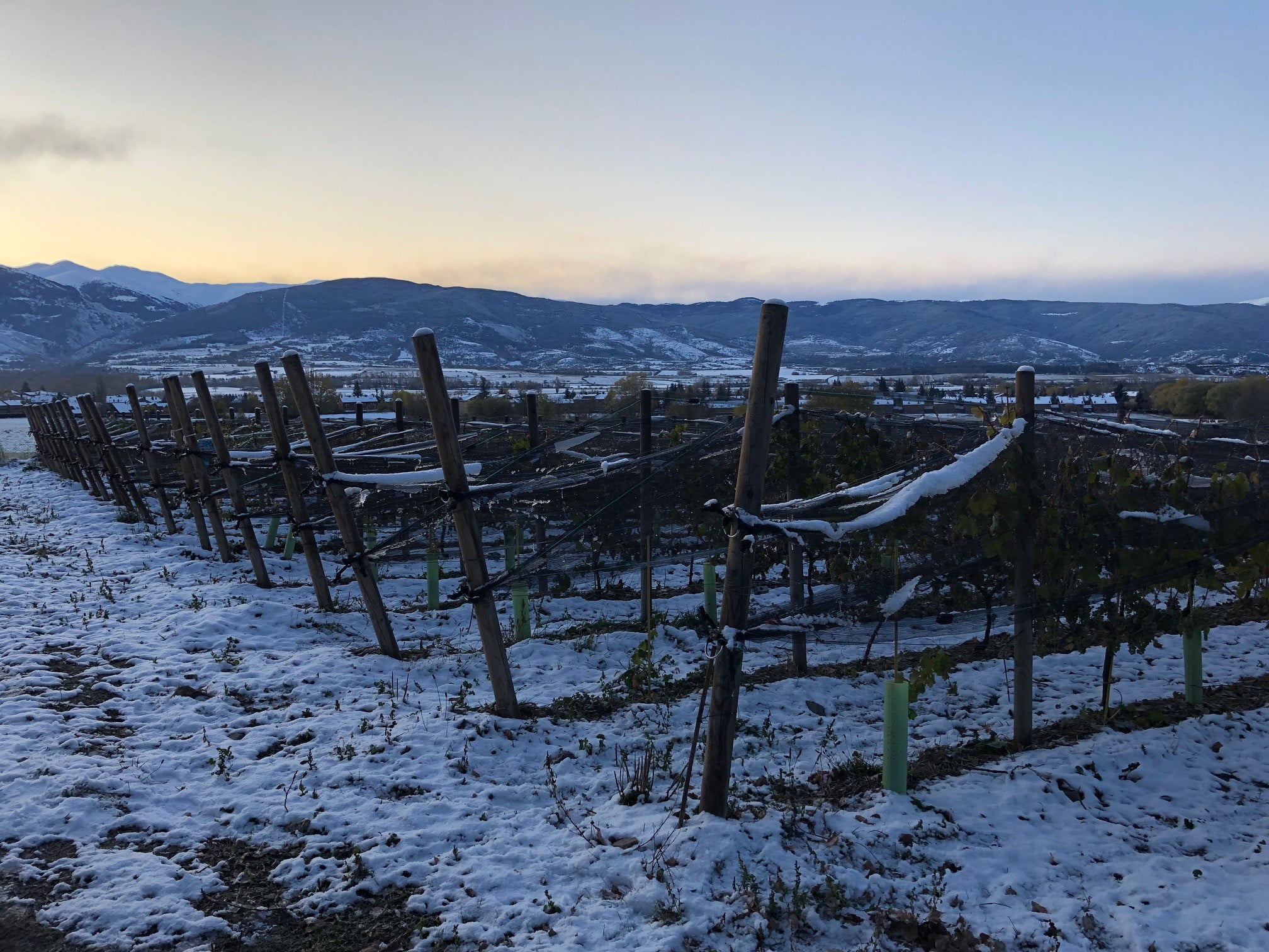 Sauvignon blanc: Sweetness is an invincible force